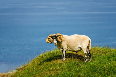 Side view of a sheep on grass