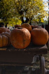 Close-up of pumpkin pumpkins on wood during autumn