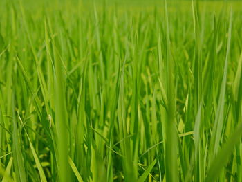 Full frame shot of corn field