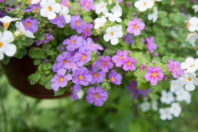 Close-up of flowering plants in park