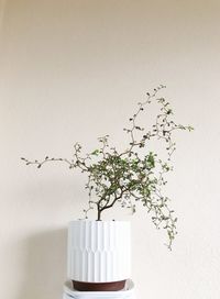 Plant in vase against white wall