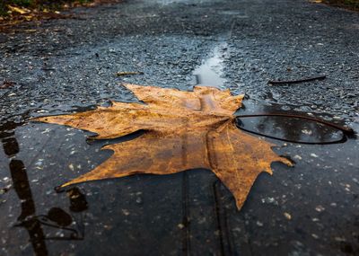 High angle view of maple leaf on wet street during rainy season