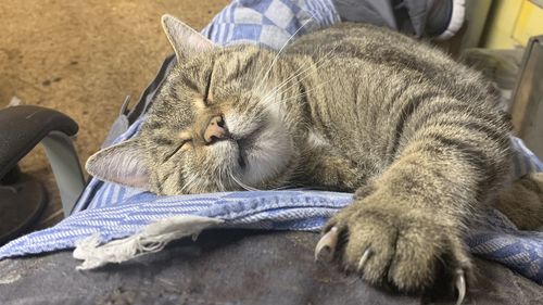 Close-up of cat sleeping on bed