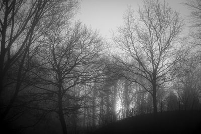 Low angle view of silhouette trees against sky