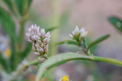 Close-up of flowering plant