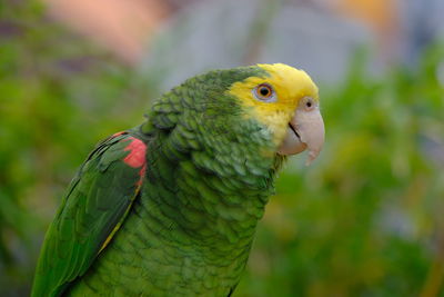 Close-up of parrot