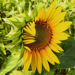 Close-up of yellow sunflower