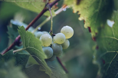 Close-up of fruits growing on tree