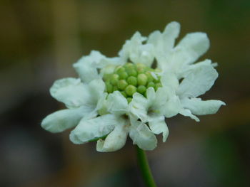 Close-up of white flowers