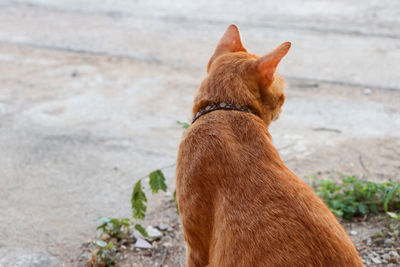 Rear view of a dog looking away