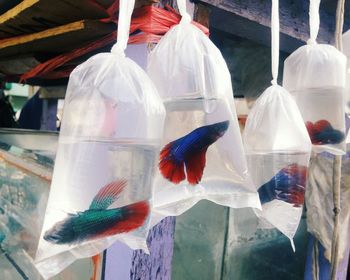 Close-up of fish hanging in water