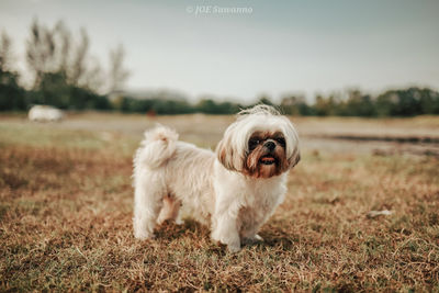 Portrait of a dog on field