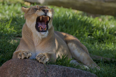 The lion yawning with open mouth laying on the rock