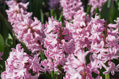 Blooming hyacinth in the garden