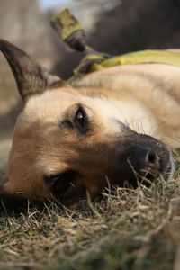 Close-up of sleepy loving dog