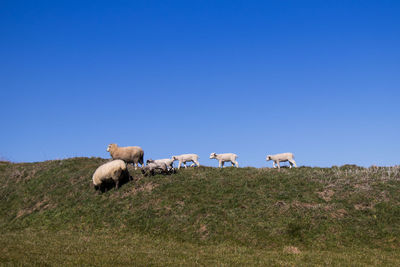 Cows grazing on field against clear blue sky