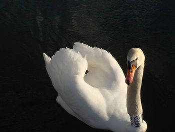 Close-up of swan against black background