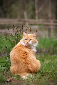 Portrait of a cat lying on grass