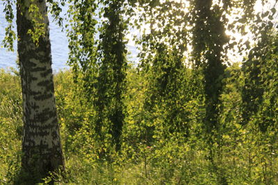 Trees in forest