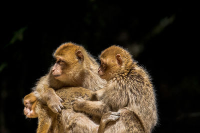 Close-up of a monkey