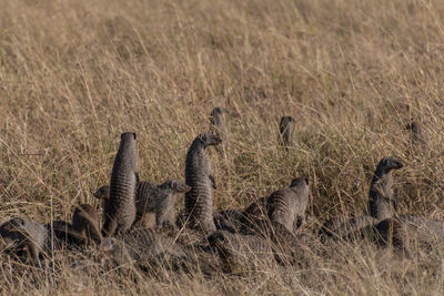 Birds in a grass