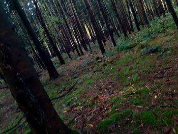 Trees growing on field in forest