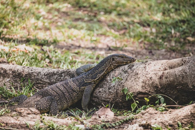 Close-up of lizard