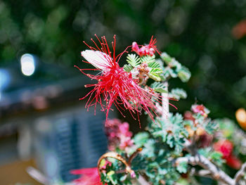 Close-up of red flowers blooming outdoors