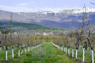 Scenic view of vineyard against sky