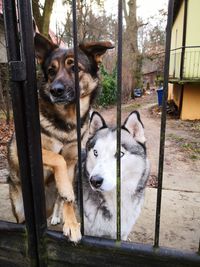 Portrait of dogs in pen