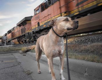 Close-up of dog by train against sky