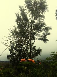 Close-up of orange flower on tree