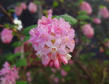 Close-up of pink flowers