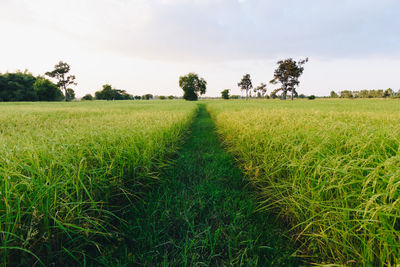 Scenic view of agricultural field against sky