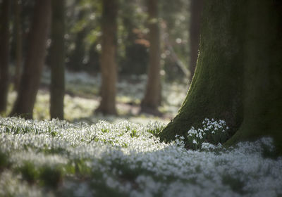 Close-up of moss growing on tree trunk
