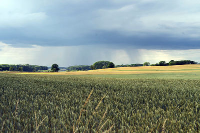 Scenic view of agricultural field against sky