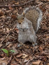 High angle view of squirrel on field