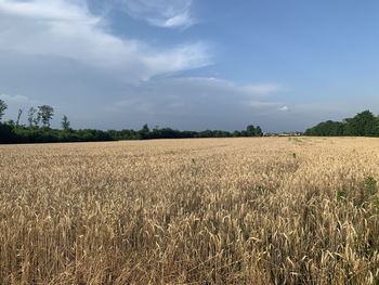 Scenic view of field against sky