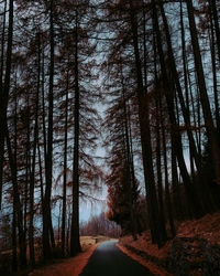 Road amidst trees in forest