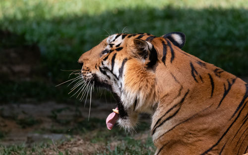 Close-up of a cat in zoo