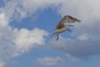 Low angle view of bird flying against sky