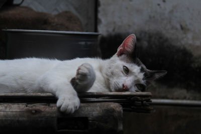 White cat sleeping on table