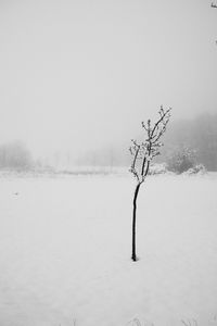 Snow covered tree on field against sky during winter