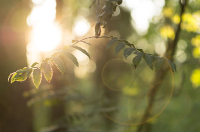 Close-up of plants against sunlight