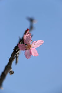 Low angle view of pink cherry blossoms against blue sky