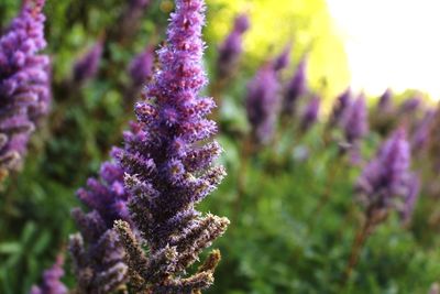 Close-up of purple flowers