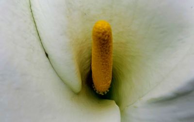 Close-up of flower