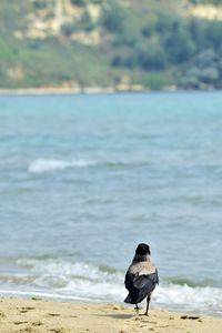 Bird perching on beach
