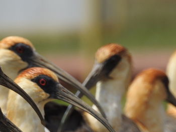 Close-up of birds perching