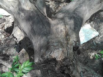 Close-up of rock formation in forest